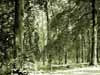 Baum-3 Baum-3