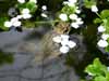 Frosch1 Frosch1